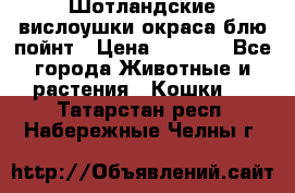 Шотландские вислоушки окраса блю пойнт › Цена ­ 4 000 - Все города Животные и растения » Кошки   . Татарстан респ.,Набережные Челны г.